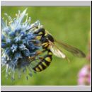 Cerceris arenaria - Sandknotenwespe w01.jpg